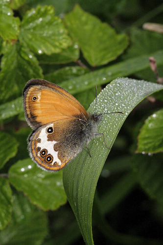 Identificazione farfalla